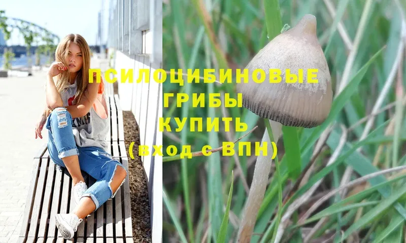 где купить наркотик  ссылка на мегу как зайти  Псилоцибиновые грибы Magic Shrooms  Кологрив 